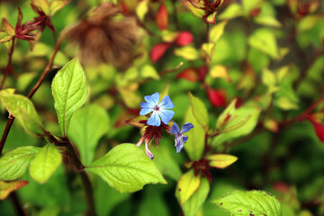 Macro image of a Plumbago flower, Sussex England
