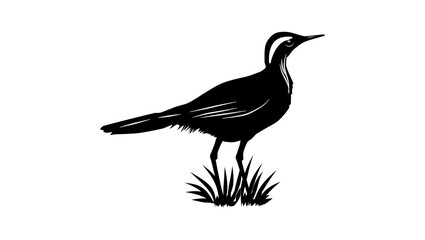 Malaysian Rail-babbler bird , black isolated silhouette
