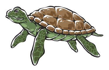 Vivid turtle illustration with shell details