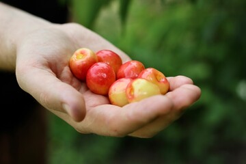 Fresh cherry in a man hand. A handful of cherries in the palm of hand. Yellow cherries in male hand. Palm with a bunch of yellow cherries on green background.