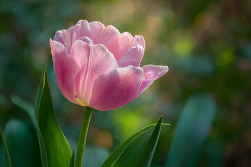 Naklejka premium Detailed realistic pink tulip blooming on slender green stem in garden