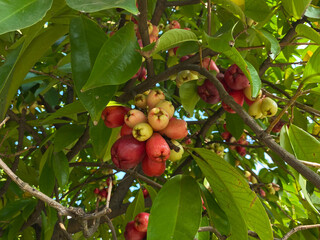 Group of red greenish water apple fruit, attached on tree. Syzygium aqueum, or water cherry, watery rose apple, bell fruit