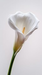 Obraz premium Close Up White Calla Lily With Water Droplets