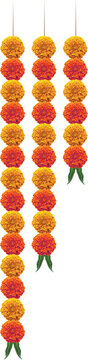 Marigold hanging flowers stripes for decoration