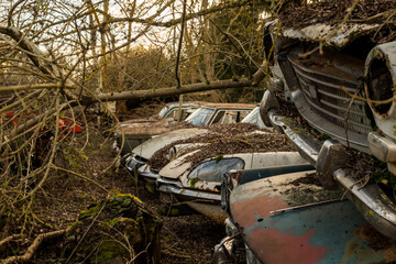 Rusty vintage cars abandoned in an overgrown forest junkyard, showcasing decay and nature...