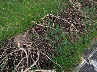 Pile of tree branches on top of green grass on the side of the road