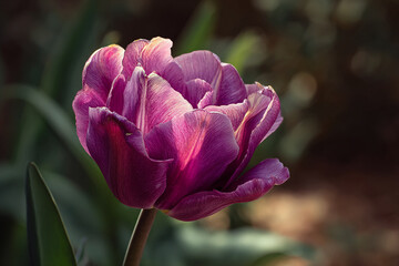 Realistic purple tulip blooming with detailed petals and soft natural glow