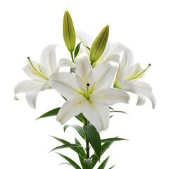 Fototapeta premium White lilies bloom isolated on a transparent background