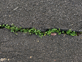 Cracked line on the concrete street, filled with wild grass Asystasia gangetica or coromandel or Chinese violet or creeping foxglove, top view or flat lay