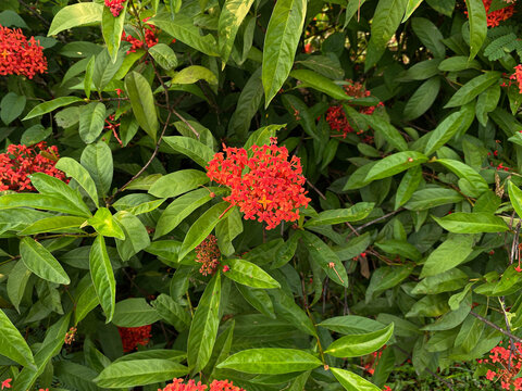 Flowers of Ixora plants in reddish orange color