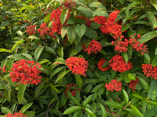 Flowers of Ixora plants in reddish orange color
