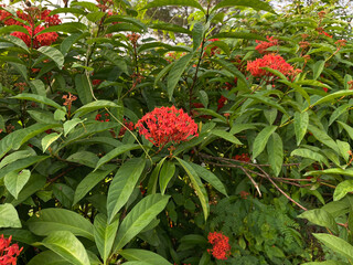Flowers of Ixora plants in reddish orange color