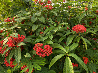 Flowers of Ixora plants in reddish orange color