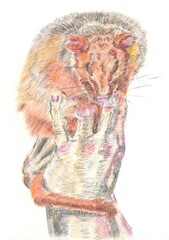 Illustration of Australian native animal, common ringtail possum