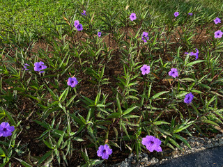 Group of flower Ruellia simplex, or the Mexican petunia, Mexican bluebell or Britton's wild petunia, blooming on the garden