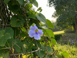 One Thunbergia grandiflora flower in soft purple color. Also called as blue skyflower, clockvine,...