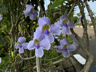 Thunbergia grandiflora flower in soft purple color. Also called as blue skyflower, clockvine, skyflower or skyvine