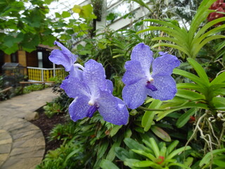 Exotische lila Orchideenblüte im tropischen Garten