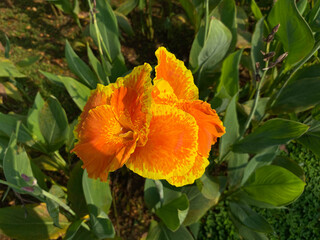 Canna lily in orange yellowish color, bloom on garden