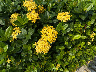 Flowers of Ixora plants in yellow color