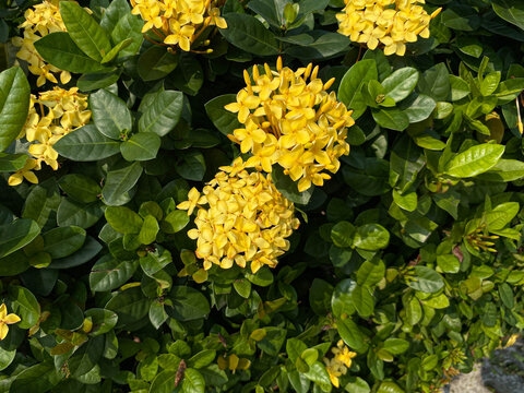 Flowers of Ixora plants in yellow color