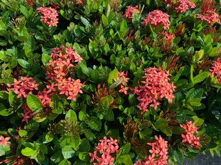 Flowers of Ixora plants in soft reddish color