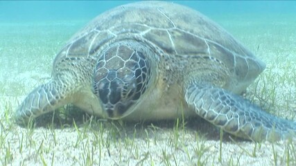 turtle swimming  underwater. green sea turtle (Chelonia mydas) swimming and feeding ocean grass scenery  with animal eating