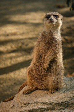Animal portrait of a watching merkat in vertical format