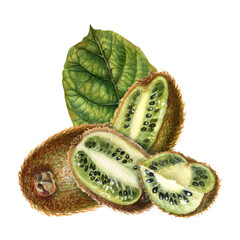 Kiwi with brown skin, cut half, quarter of kiwi fruit with green flesh, seeds and green leaves. Watercolor botanical clipart of ripe kiwi for interior decoration, labels of jams, drinks, food, dessert
