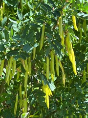 Roślina krzak strączki z nasionami, Polska wieś