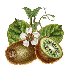 Large whole kiwi fruits with brown skin, half of kiwi fruit with green flesh, branch with white flowers, green leaves. Watercolor botanical clipart of ripe kiwi for design of drinks, food and desserts