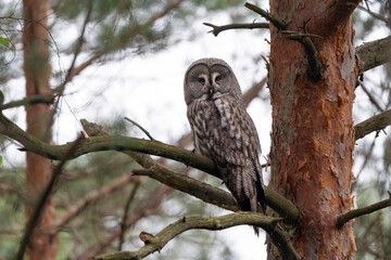 Great grey owl sitting on a tree, Strix nebulosa in Europe