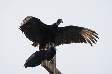 Black vultures sitting on a cross, Coragyps atratus in Peru