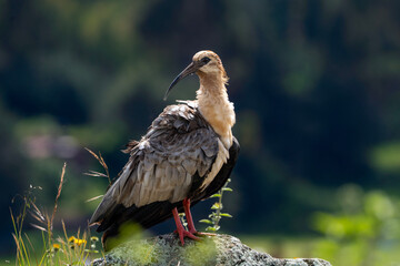 Andean ibis, portrait of Theristicus branickii in Cusco, Peru