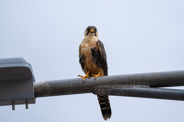 Aplomado falcon, Falco femoralis in Cusco, Peru
