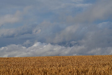 Reifes Getreidefeld vor blauem Himmel mit Wolken, typisch Bayern