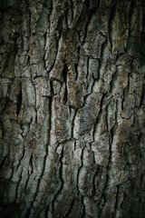 tree bark texture