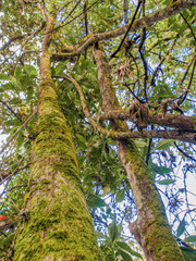Fototapeta premium The moss covered trees of a Andean rainforest, in a woodland in the eastern Andes mountains of central Colombia near the Iguaque natural reserve.