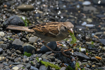 Female house sparrow eats seaweed on the sea beach.