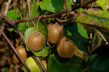 Three ripe kiwi fruits are hanging on a branch.
