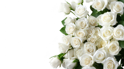 Elegant White Rose Flower Border with Green Leaves on Transparent Background
