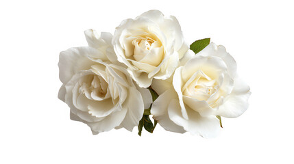 Elegant White Rose Flower Border with Green Leaves on Transparent Background