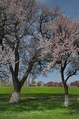 Kyrgyzstan. View of blooming apricot trees in mountain valleys along Bishkek- Lake Issyk-Kul highway.