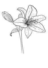 sketch of a lily