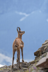 Portrait of a summer Alpine Chamois (Rupicapra rupicapra) standing on rocks and looking up. Alps Mountains. 
