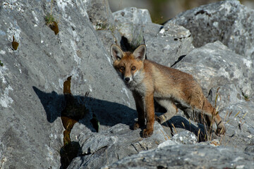 Cute baby red fox (Vulpes vulpes) walking on rocks on a sunny day in the Alps Mountains. Cute animals concept, puppy concept.