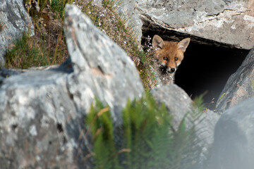 Cute little Red Fox (Vulpes vulpes) looking out from its den in the rock on a summer sunny day, Alps Mountains. Italy.