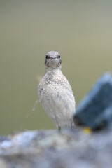 Juvenile Northern wheatear or wheatear (Oenanthe oenanthe) perched on rocks, close up portrait. Alps Mountains.