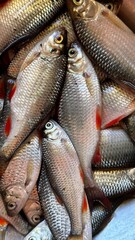 Close up Fresh ponds catch fishes
