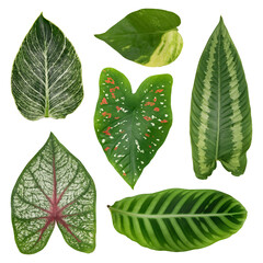 Green houseplant leaves png on transparent background